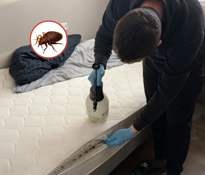 Technicien traitant un matelas contre les punaises de lit à Villeron